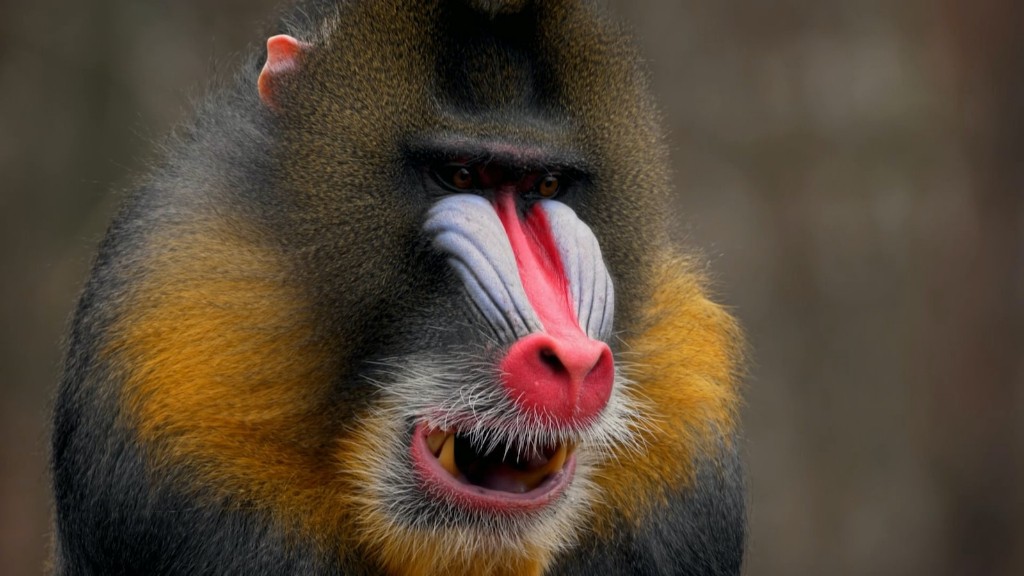 Бабуин — это обезьяна или человекообразная обезьяна?