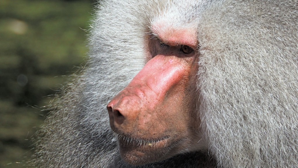 Гамадрилы: бабуины, прозимианцы или антропоиды