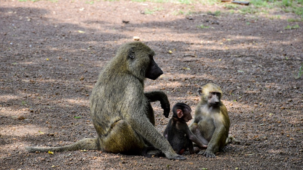 Бабуин — это обезьяна или человекообразная обезьяна?