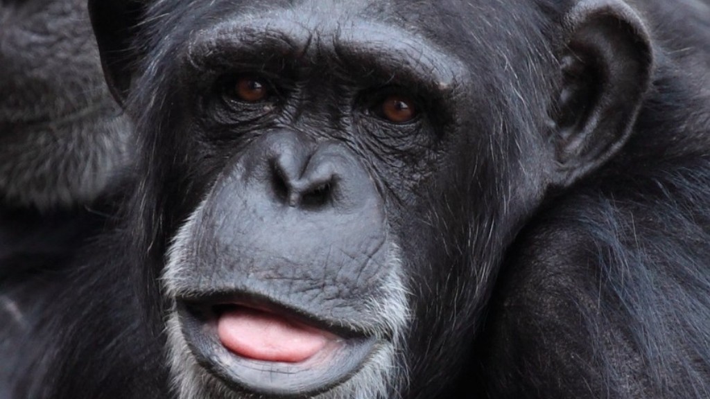Есть ли у людей ДНК шимпанзе