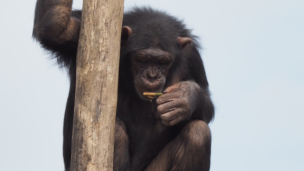 Как сделать шимпанзе из глины