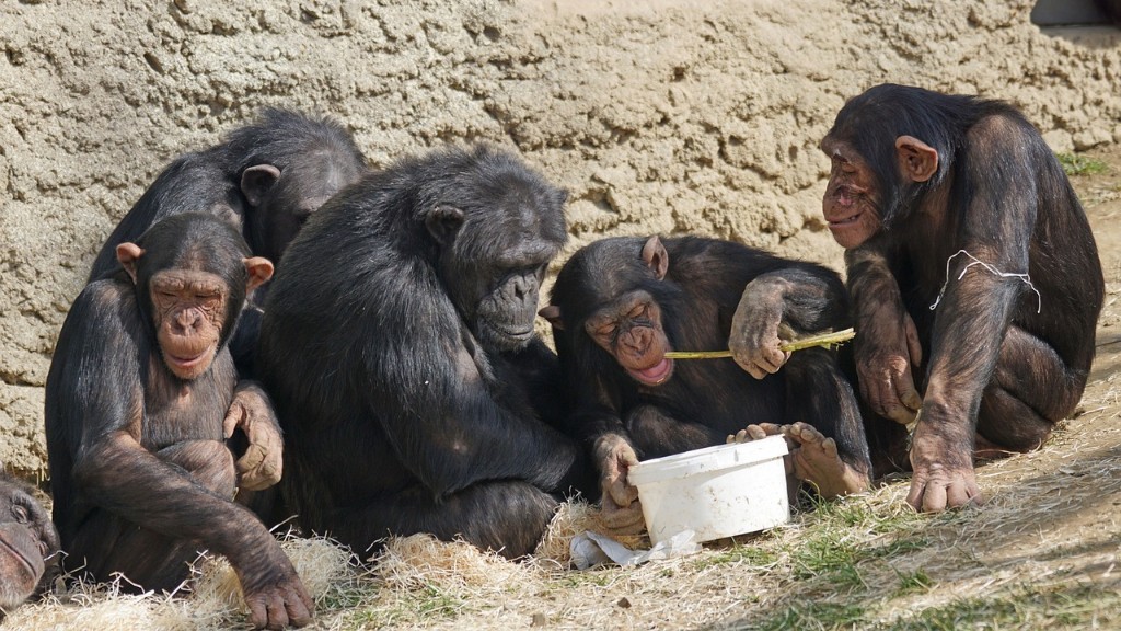 Как шимпанзе ест банан