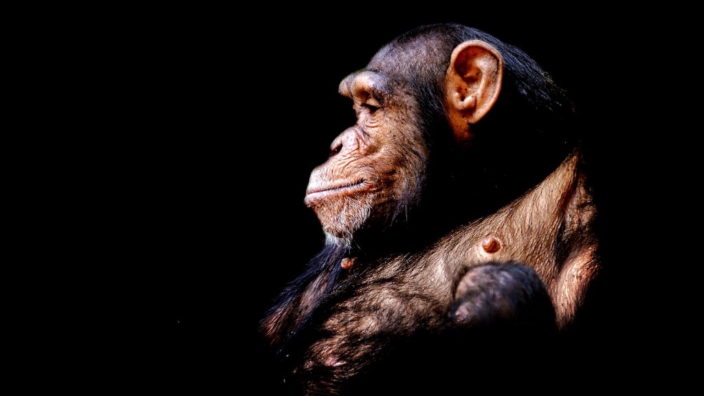 Есть ли у людей ДНК шимпанзе