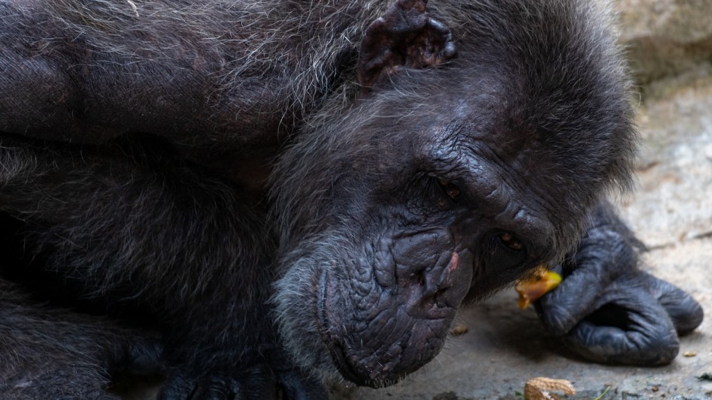 Агрессивны ли шимпанзе