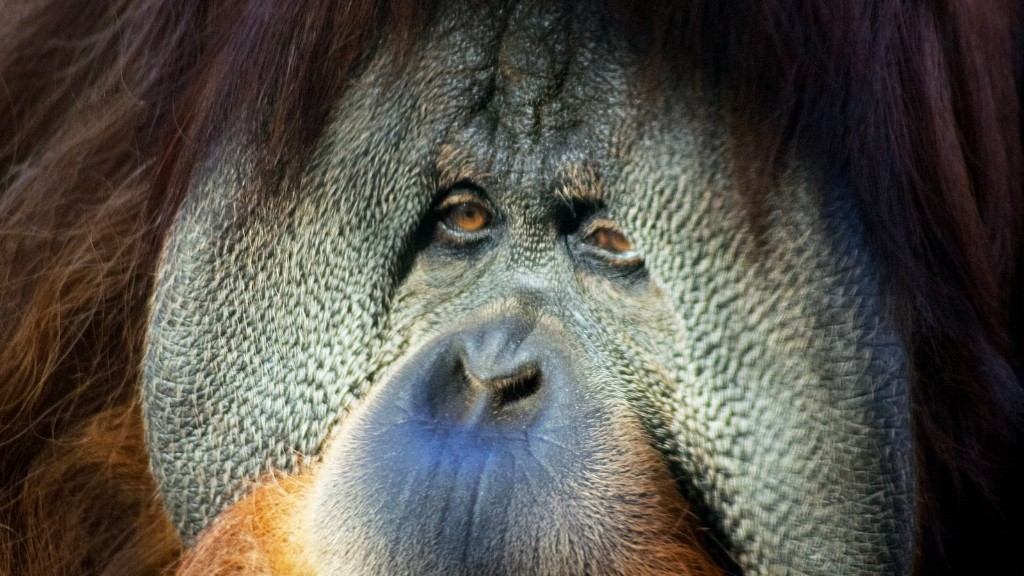 Какая среда обитания борнейского орангутанга