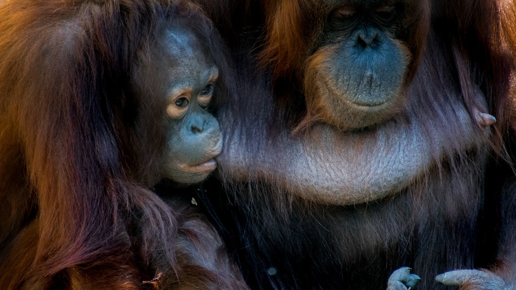Планета животных говорит о киске орангутанга