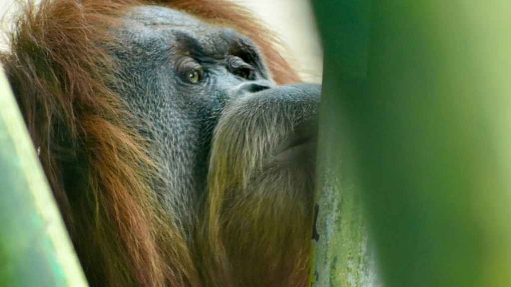 Что определяет статус популяций бабуинов